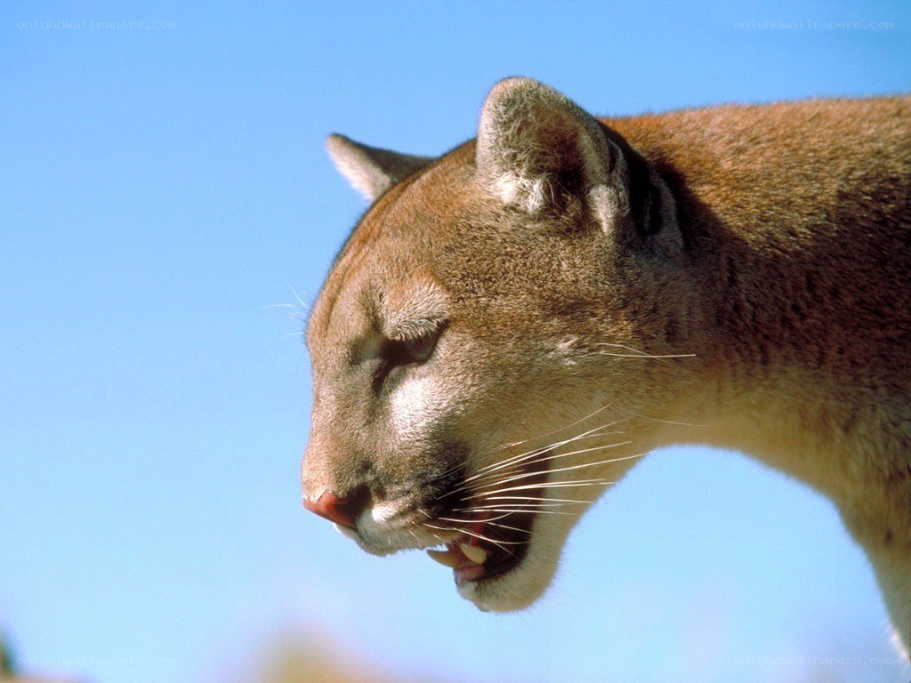 Cougar in profile against blue sky