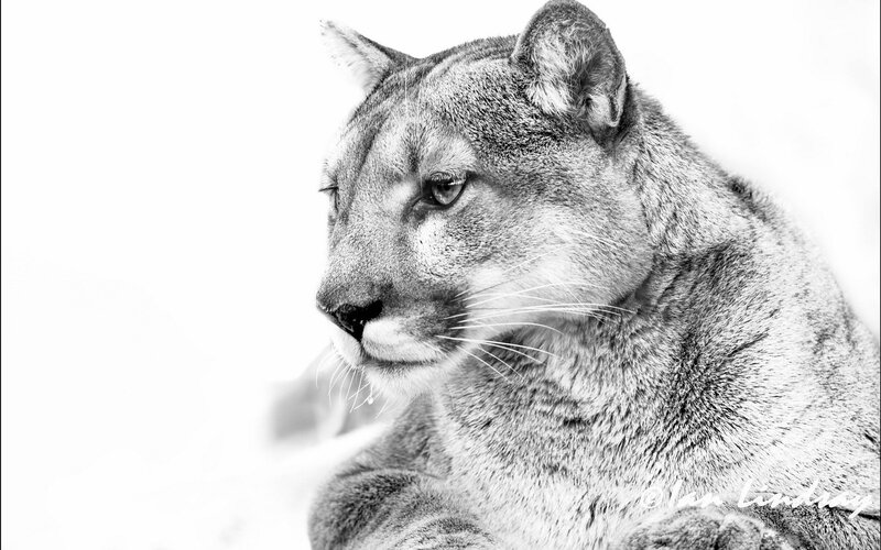 Cougar in Profile — Black, Calm, Winter