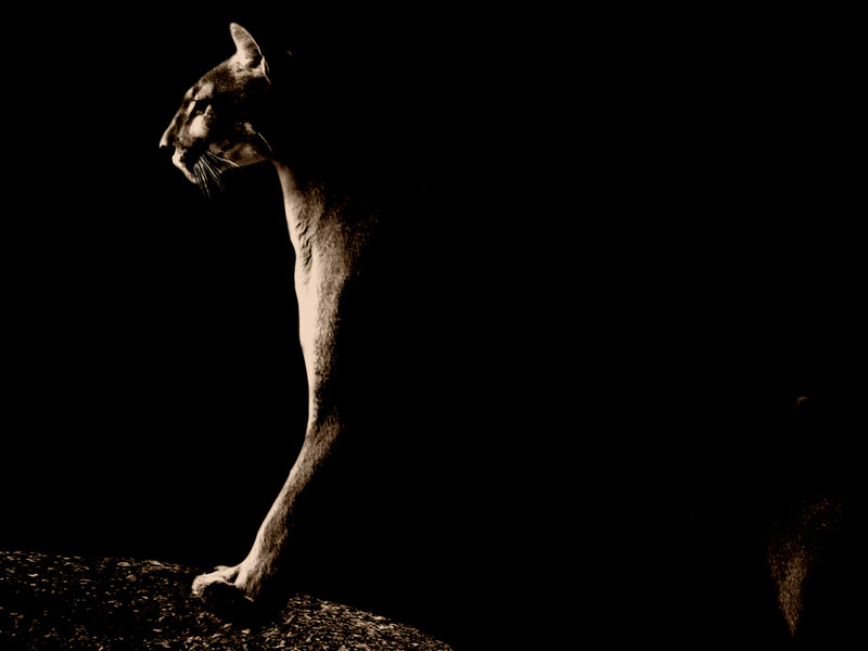 Cougar in Profile — Black