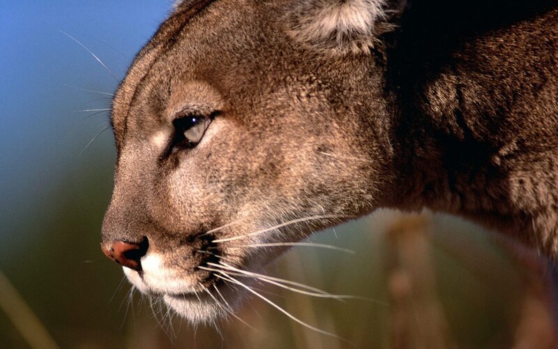 Cougar in Profile — Brown, Alert, Afternoon