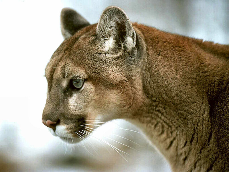 Cougar in Profile — Brown, Alert