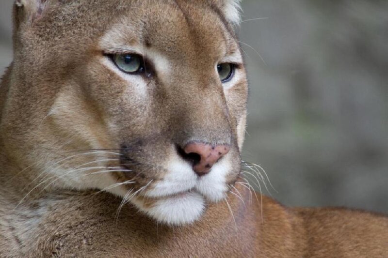 Cougar in Profile — Brown, Calm, Photograph