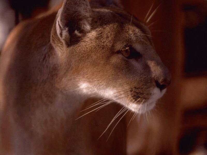 Cougar in Profile — Brown, Calm