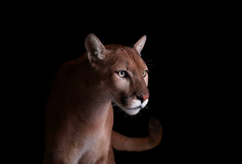 Cougar in Profile — Brown, Dramatic