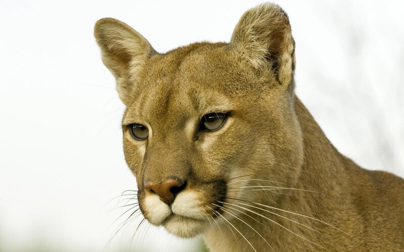 Cougar in Profile — Brown, Neutral, Photograph