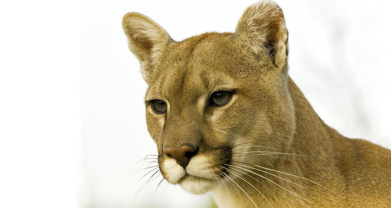 Cougar in Profile — Brown, Neutral, Photograph, Whiskers