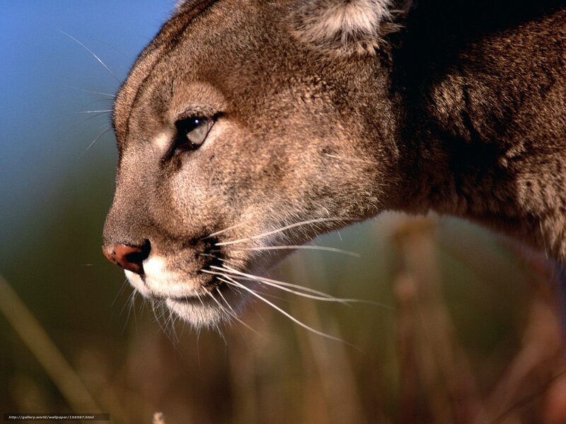 Cougar in profile