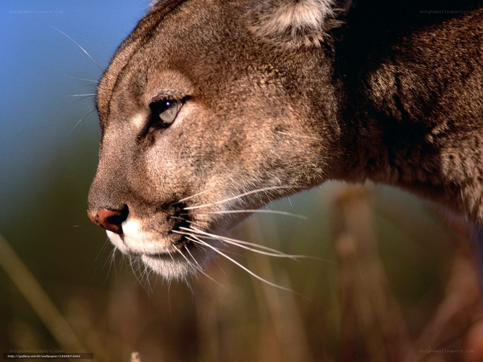 Cougar in profile