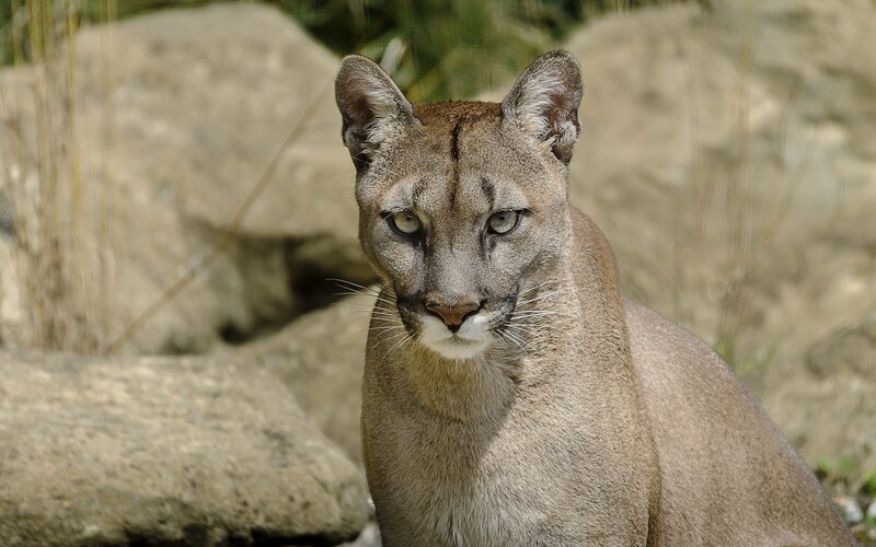 Cougar in Rocky Area