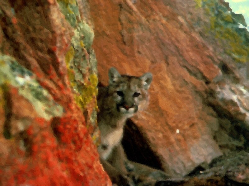 Cougar in Rocky Crevice — Brown, Alert