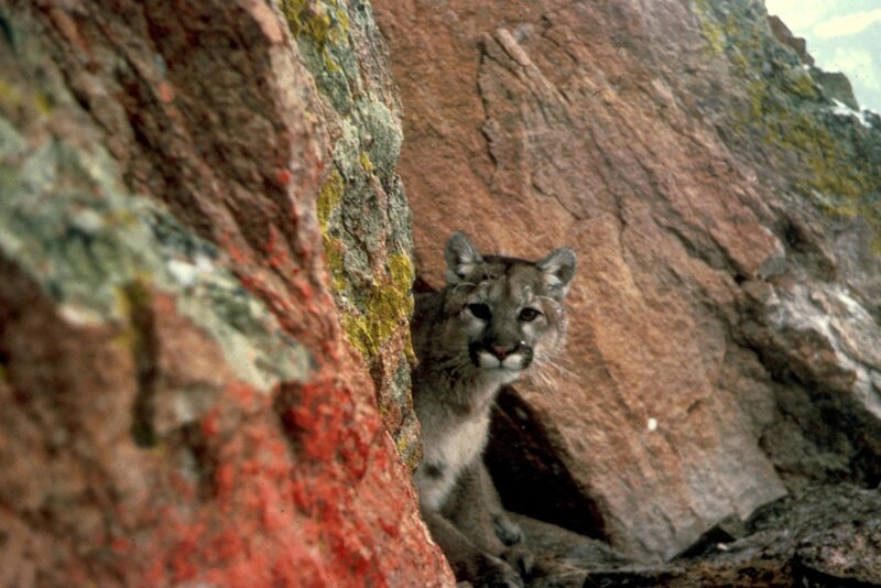 Cougar in Rocky Crevice — Brown