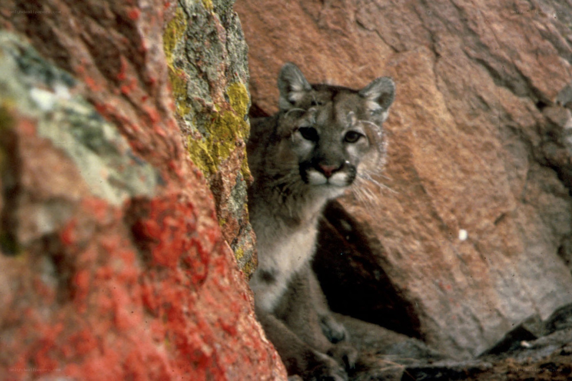 Cougar in rocky crevice