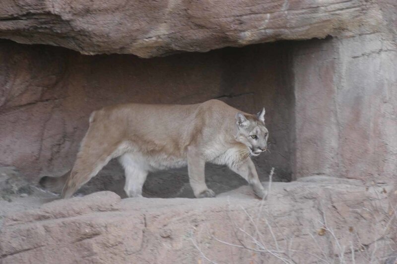 Cougar in rocky enclosure