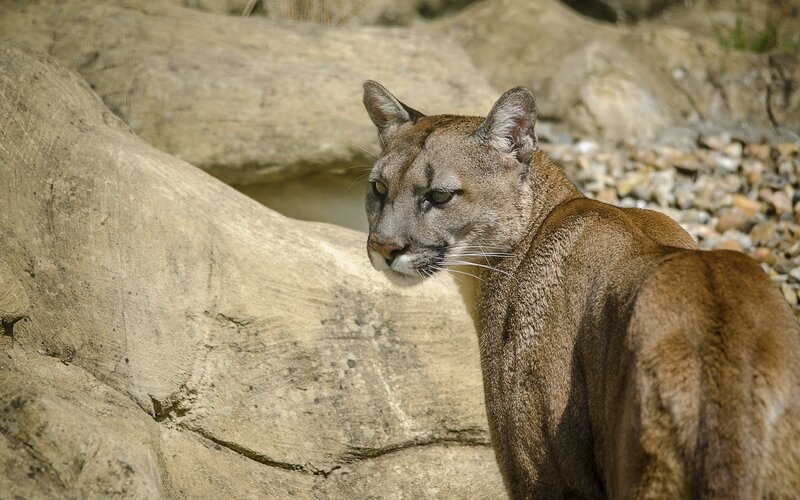 Cougar in Rocky Enclosure — Brown