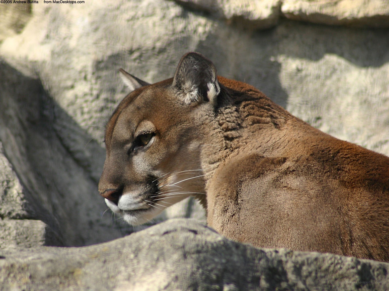 cougar in rocky enclosure