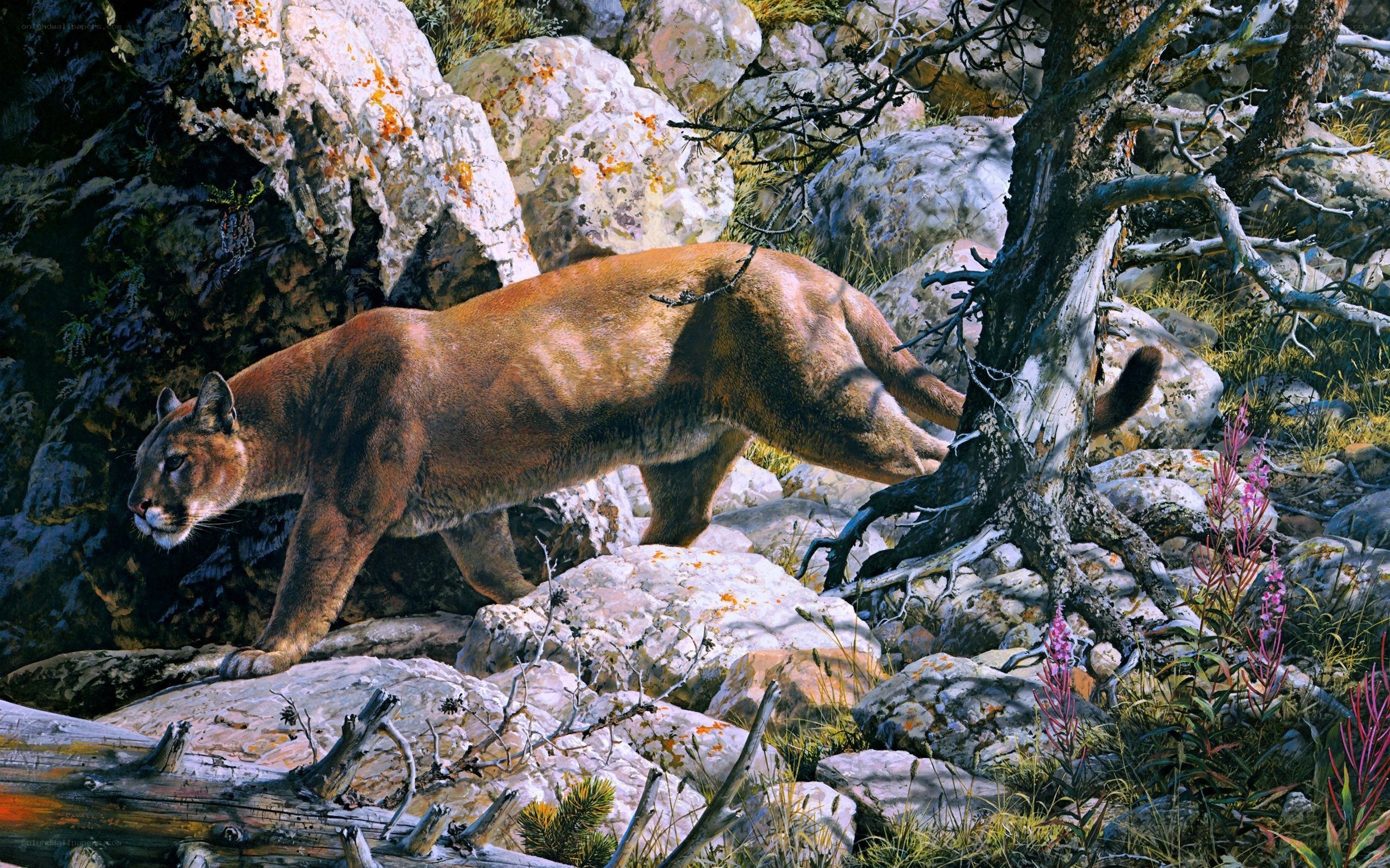 Cougar in rocky terrain