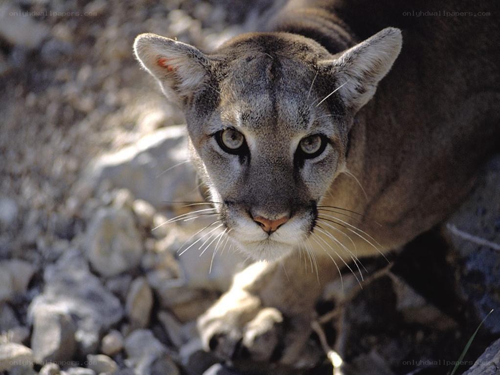 Cougar in rocky terrain