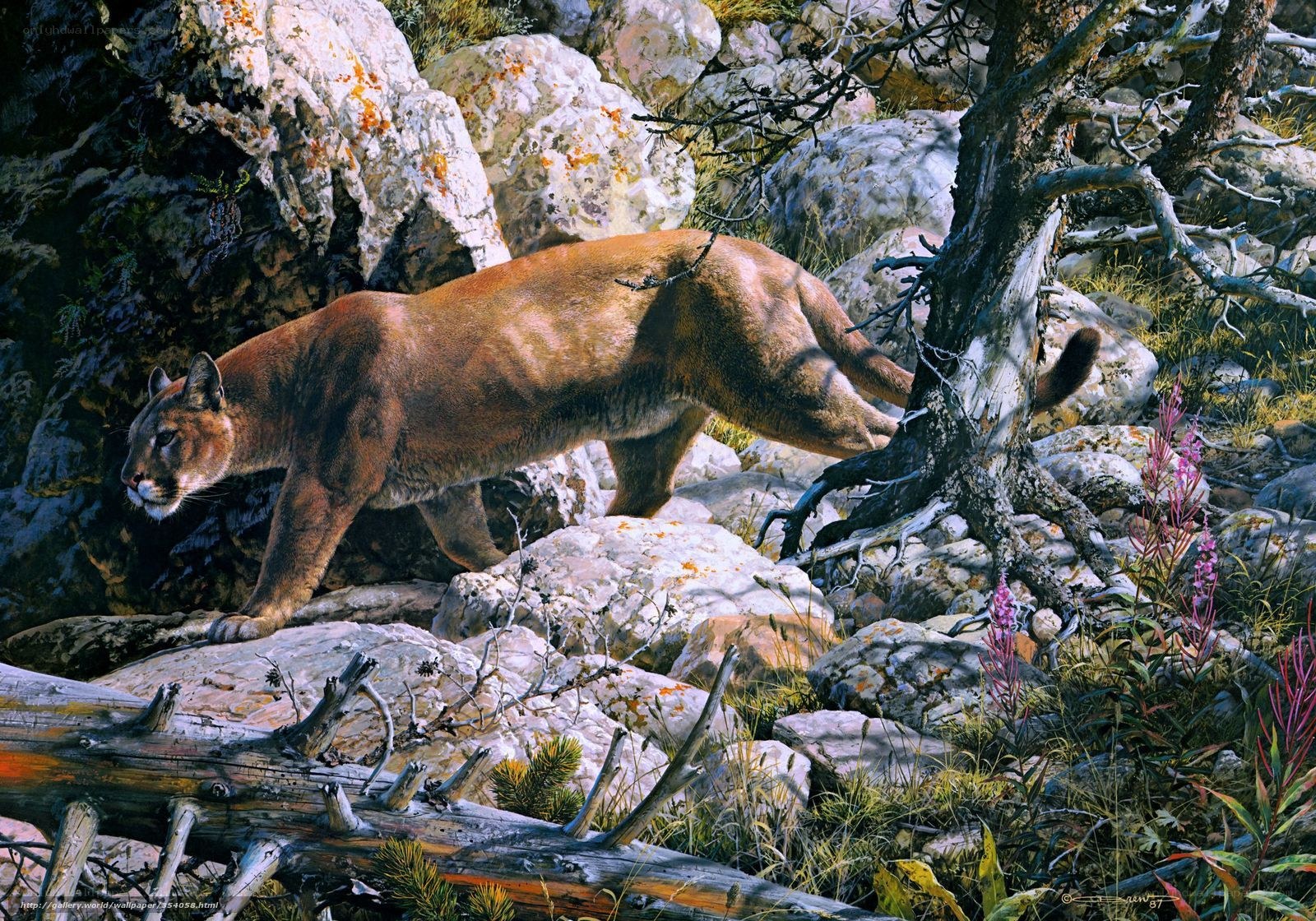 Cougar in rocky terrain