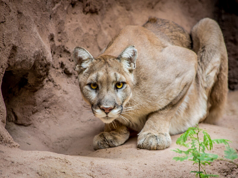 Cougar in Sandy Den