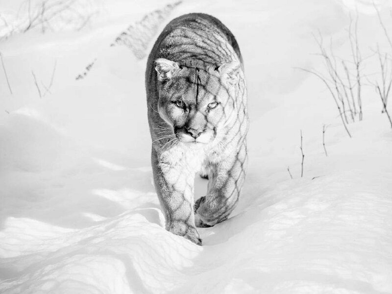 Cougar in Snow — Black
