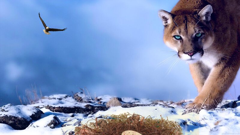 Cougar in Snow — Blue