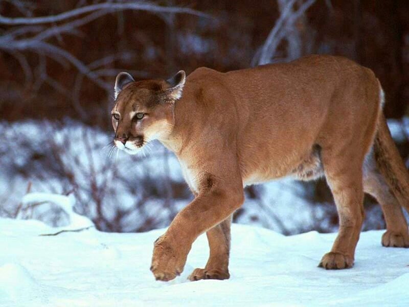 Cougar in Snow — Brown, Alert