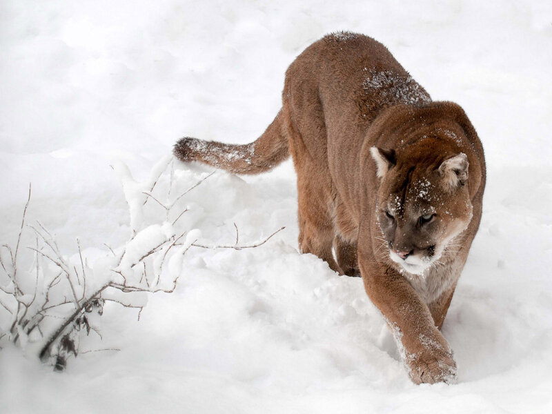 Cougar in Snow — Brown, Alert, Winter, Photograph, Branches