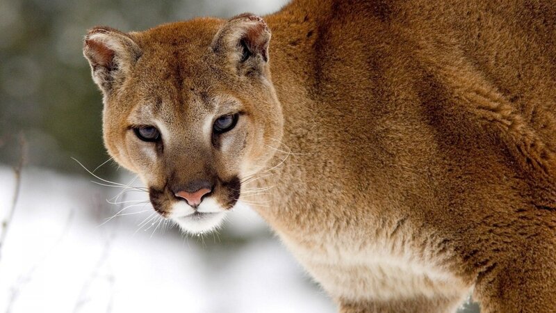 Cougar in Snow — Brown, Alert, Winter, Photograph, Forest
