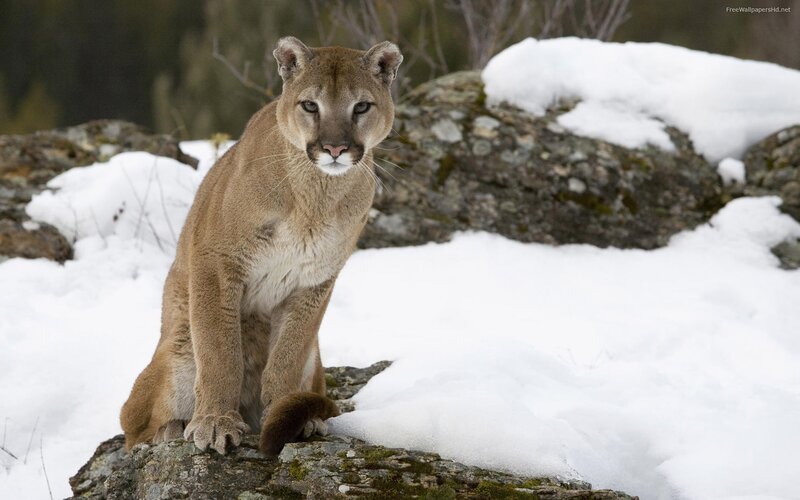 Cougar in Snow — Brown, Alert, Winter, Photograph, Rocks