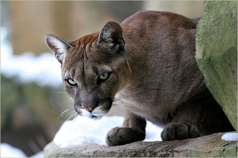 Cougar in Snow — Brown, Alert, Winter, Photograph