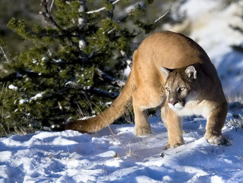 Cougar in Snow — Brown, Alert, Winter