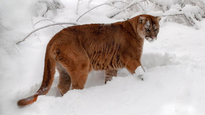 Cougar in Snow — Brown, Calm, Winter, Photograph, Branches, Forest