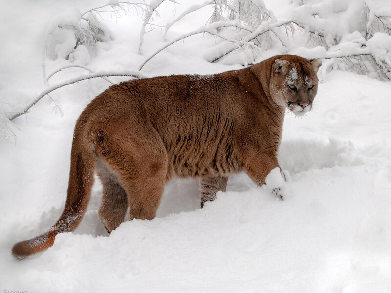 Cougar in Snow — Brown, Calm, Winter, Photograph, Branches