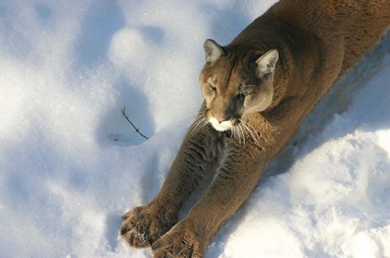 Cougar in Snow — Brown, Calm, Winter, Photograph, Paw Print