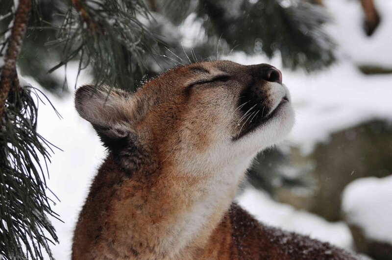Cougar in Snow — Brown, Calm, Winter, Photograph, Pine Tree