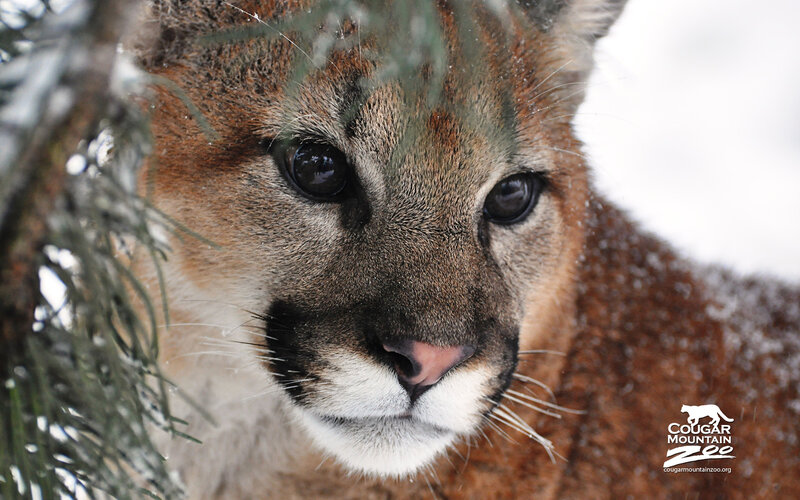 Cougar in Snow — Brown, Calm, Winter