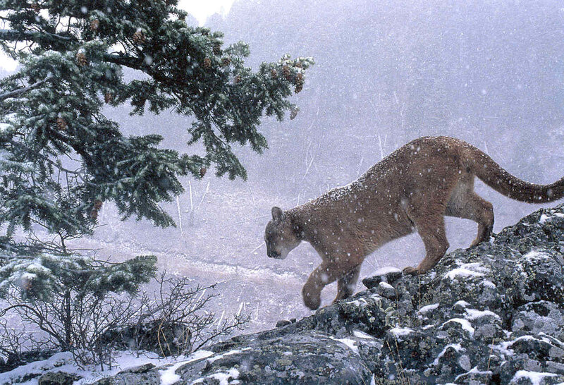Cougar in Snow — Brown, Cold