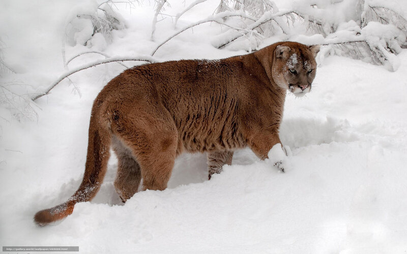 Cougar in Snow — Brown, Cold, Winter, Photograph, Branches, Forest