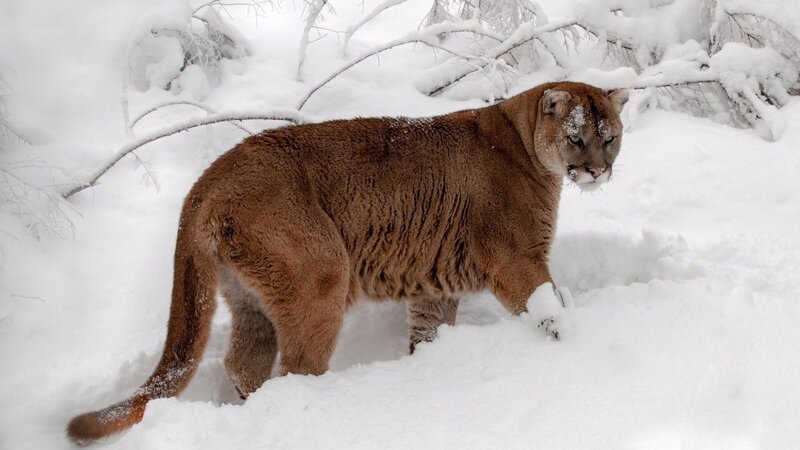 Cougar in Snow — Brown, Cold, Winter, Photograph, Branches