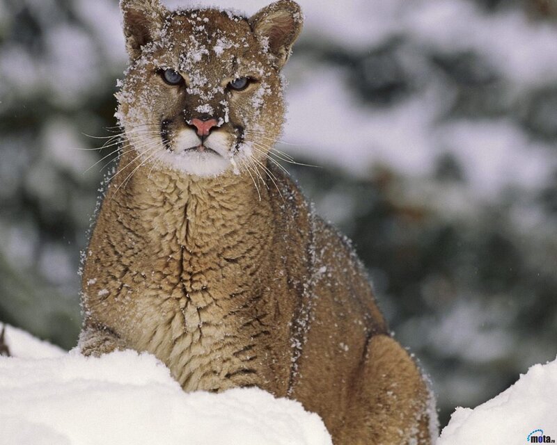 Cougar in Snow — Brown, Cold, Winter, Photograph