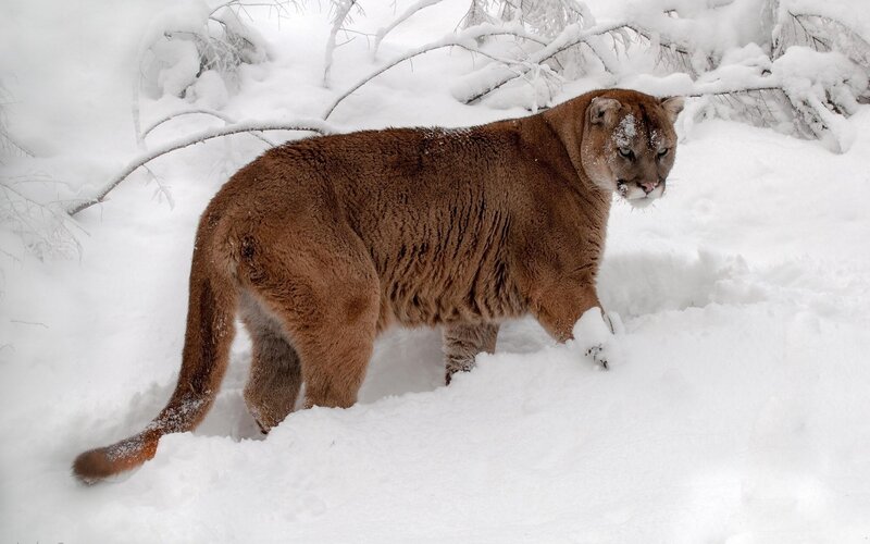 Cougar in Snow — Brown, Cold, Winter, Photograph, Trees