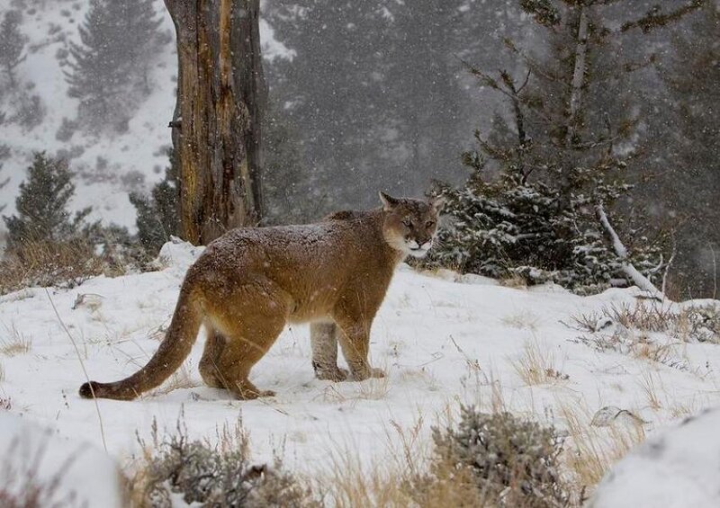 Cougar in Snow — Brown, Cold, Winter