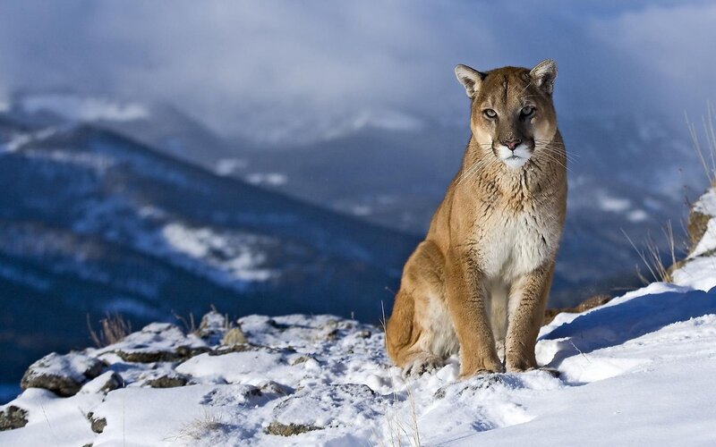 Cougar in Snow — Brown, Dramatic, Winter, Photograph, Mountains, Rocks