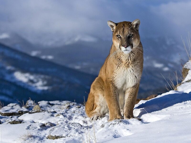 Cougar in Snow — Brown, Dramatic, Winter, Photograph, Mountains