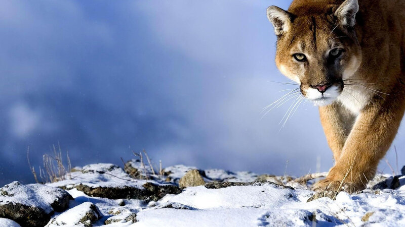 Cougar in Snow — Brown, Dramatic, Winter, Photograph, Rocks