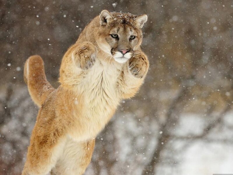 Cougar in Snow — Brown, Dramatic, Winter, Photograph