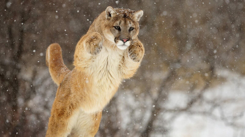 Cougar in Snow — Brown, Dramatic, Winter, Photograph, Trees, Forest