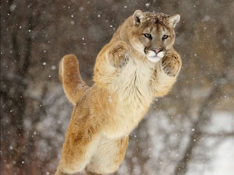 Cougar in Snow — Brown, Dramatic, Winter, Photograph, Trees