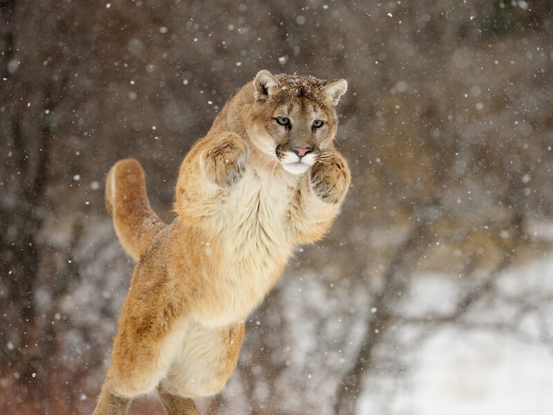 Cougar in Snow — Brown, Dramatic, Winter, Photograph, Trees, White