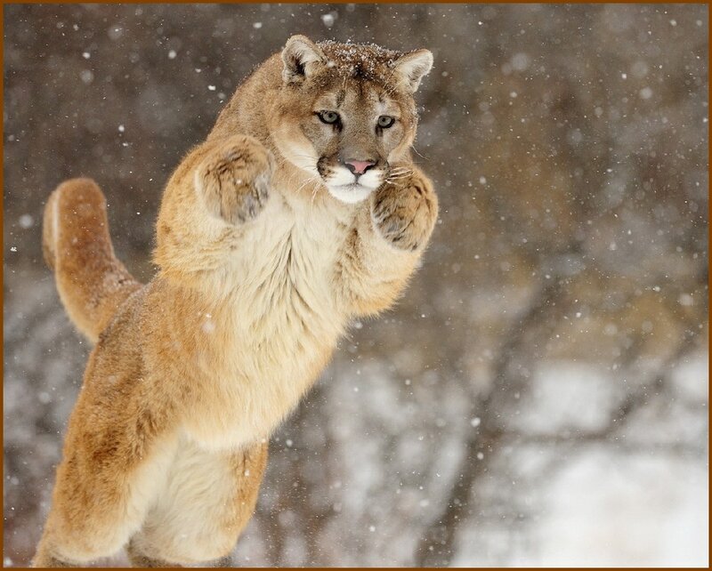 Cougar in Snow — Brown, Dynamic